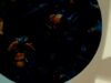 ANATII – AMADLOZI (feat. LOOKATUPS) [Visualizer]
